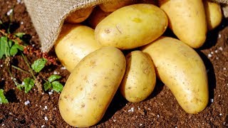 10 Benefits of Potatoes  Health And Nutrition [upl. by Chelsie]