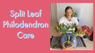 Split Leaf Philodendron Plant Care [upl. by Junius]