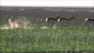 Pronghorn Antelopes Running at Full Speed [upl. by Senzer304]