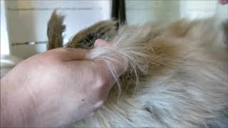 Plucking A Giant Angora Rabbit [upl. by Repooc]