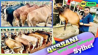 Qurbani Gorur Haat Gohorpur  Balaganj Sylhet কোরবানি গরুর হাট গহরপুর  বালাগঞ্জ সিলেট [upl. by Airotkciv82]