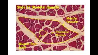 muscle histology [upl. by Weigle659]