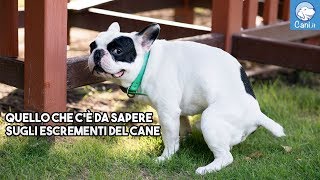 Quello che cè da sapere sulle feci del cane [upl. by Ellenid413]