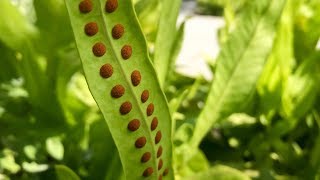 Propagating Ferns from Spores – Family Plot [upl. by Lletnuahs]