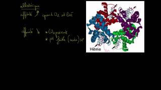 Hémoglobine [upl. by Segal]