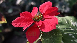 Grow Poinsettia  How to Propagate Poinsettia from Cuttings with Update [upl. by Rush496]