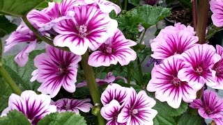 Best Perennials for Sun  Malva Zebrina French Mallow [upl. by Arratoon67]