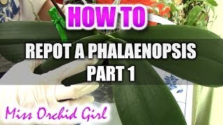 How to repot a Phalaenopsis Orchid Part 1 [upl. by Joerg210]