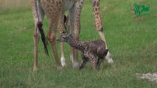 Baby Giraffe Tries to Stand and Takes His First Steps [upl. by Ayn]