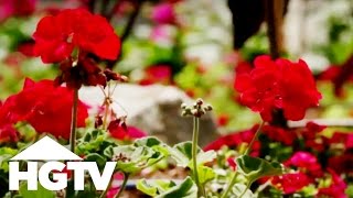 How to Plant Geraniums  Gardening Tips  HGTV [upl. by Campman]