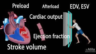 Cardiac Output Stroke volume EDV ESV Ejection Fraction [upl. by Ydur]