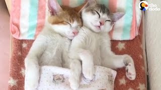 Kittens Sleep Together In Their Own Bed  The Dodo [upl. by Une]