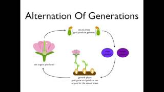 Alternation of Generations angiosperms [upl. by Elyrpa]