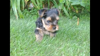 Three YorkiePoo Pups [upl. by Adnalro510]