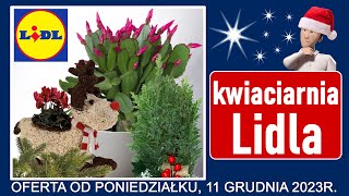 LIDL  Nowa Oferta od Poniedziałku 11122023  Kwiaciarnia Lidla [upl. by Neicul]