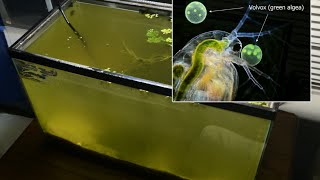 Raising Daphnia for the Freshwater Aquarium [upl. by Yeleek]