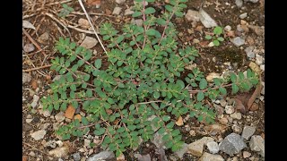 SPIRITUAL AND PHYSICAL BENEFITS OF HYSSOP ADWIRA EUPHORBIA PROSTRATA [upl. by Ostler151]