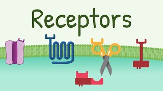 Receptors Types amp Functions [upl. by Garaway]