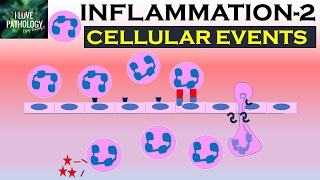 INFLAMMATION Part 2 Cellular Events Leukocyte Recruitment [upl. by Atilef]