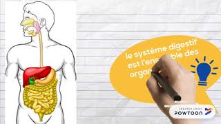 1ST2S Anatomie du tube digestifintroduction [upl. by Auot]