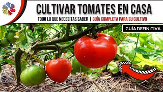 🍅 Como CULTIVAR TOMATES con Éxito 🍅 VIDEOGUÍA Teórico  Práctica [upl. by Irallih24]