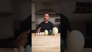 I Cooked the World’s CRAZIEST Eggs [upl. by Graybill]