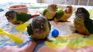 68 week old Green Cheek Conure Babies [upl. by Gotcher39]