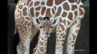 Baby Giraffe Talking Rare Giraffe Vocalizations [upl. by Emaj]