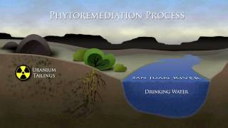 Phytoremediation Process [upl. by Hyo162]