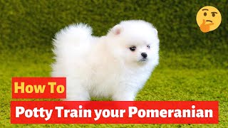 How to easily potty train Pomeranians Easy yet Effective Training method [upl. by Lyret]