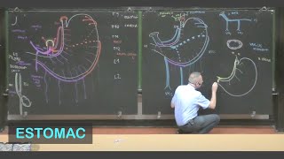 Anatomie de lestomac Abdomen 1 [upl. by Diahann245]