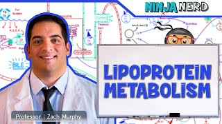 Metabolism  Lipoprotein Metabolism  Chylomicrons VLDL IDL LDL amp HDL [upl. by Eelyac]