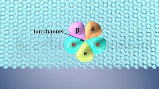 The Structure of Acetylcholine Receptors [upl. by Acus]