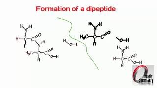 Amino Acids 4 Formation of a Dipeptide [upl. by Odnarb]