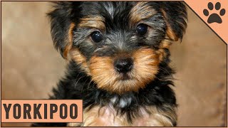 Yorkipoo  Yorkshire  Toy Poodle Mix [upl. by Francene404]