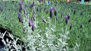 lavandula stoechas silver anouk mov [upl. by Swane]