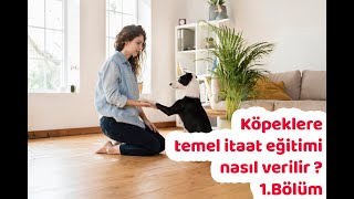 Köpeklere temel itaat eğitimi nasıl verilir  1Bölüm [upl. by Odlavso396]