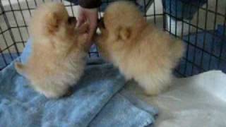 8 week old Pomeranian puppies [upl. by Lienahs]