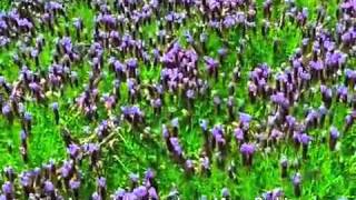 Lavandula stoechas Otto Quast  Spanish Lavender [upl. by France]