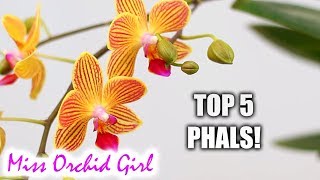 Top 5 favorite Phalaenopsis Orchids hybrids [upl. by Sul]