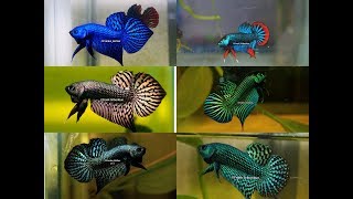 Wild betta Compilation of the most beautiful types by Franksbettas [upl. by Frederic]