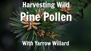 Harvesting Wild Pine Pollen  Harmonic Arts [upl. by Egdamlat]