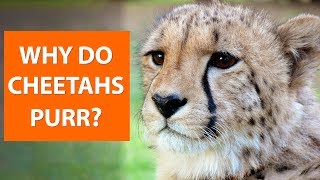 Why do CHEETAHS purr [upl. by Letnuahc]