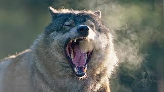 Wolf Growlingsnarling Sound Effect [upl. by Ley]