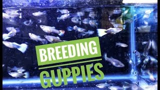 Breeding Guppies For Profit in 55 Gallon Fish Tank [upl. by Legin]