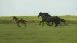 Friesian Horses Running Free [upl. by Leilamag]