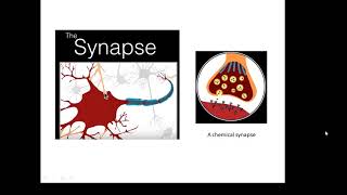 BTEC Applied Science Unit 1 Biology Synapses [upl. by Anim]