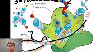 Unit 5 Review  Genetics [upl. by Ahsiema]