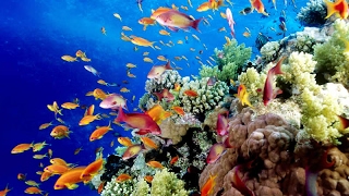 Australias Great Barrier Reef Biodiversity and Marine Life Threatened [upl. by Suoirred]