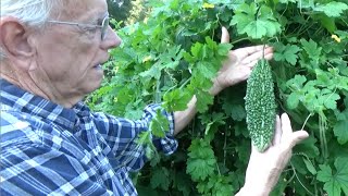 BITTER MELON  NEW TRELLIS amp HARVEST  HOW TO DO IT OAG 2016 [upl. by Akeim]